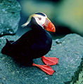 Thumbnail for version as of 16:04, 20 August 2007