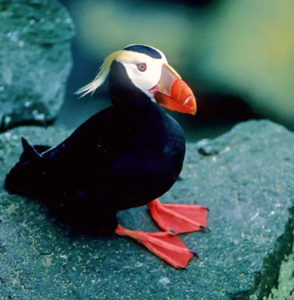 File:Fratercula cirrhataSL-03803A.jpg