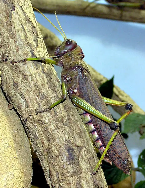 File:Giant.sa.grasshopper.arp.jpg