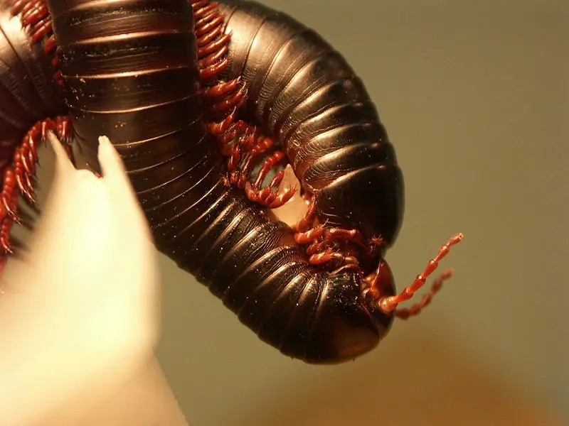 File:Mating Archispirostreptus gigas.JPG