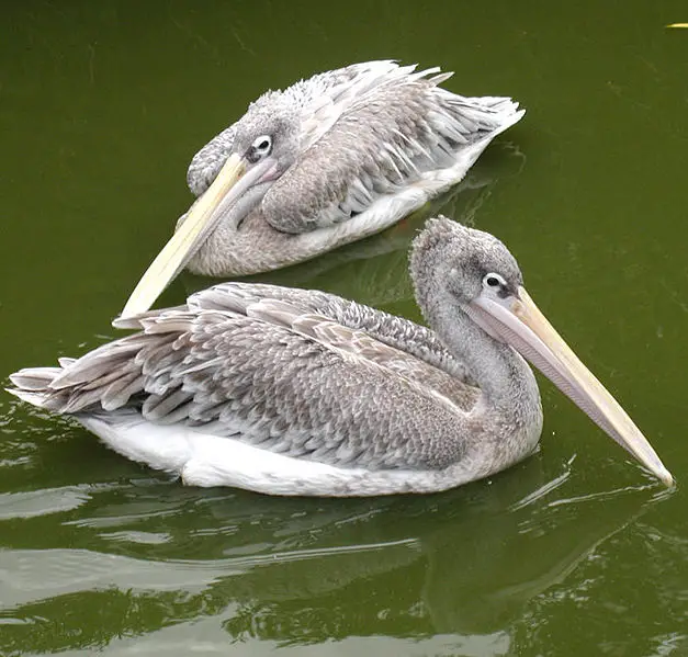 File:Pink-backed.pelican.750pix.jpg