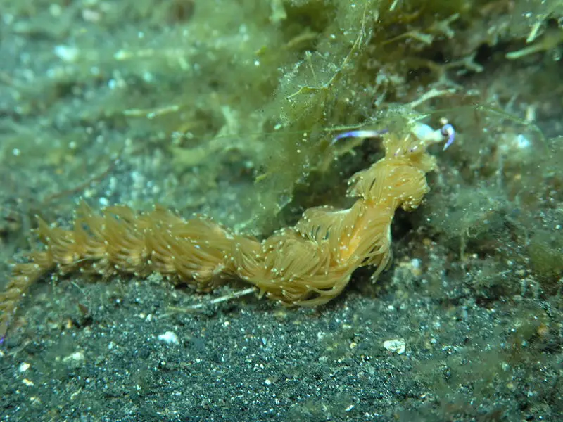 File:Pteraeolidia ianthina1.JPG
