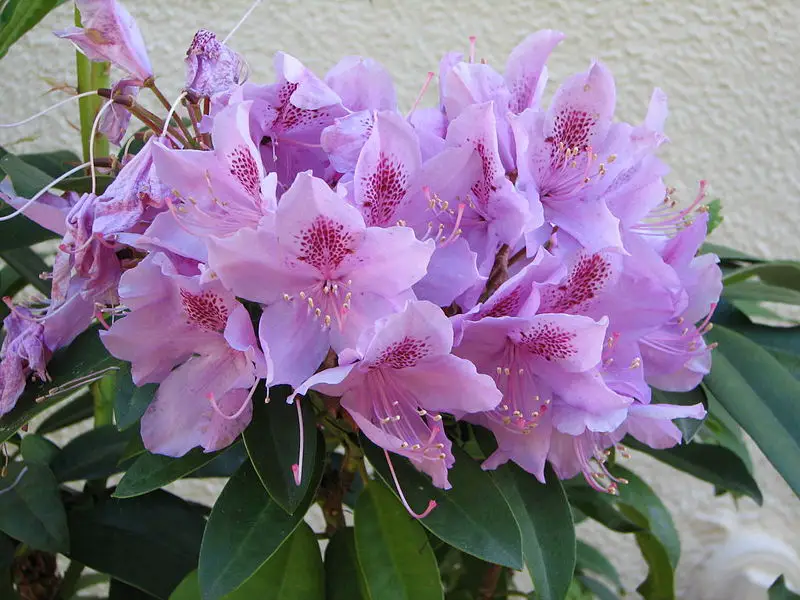 File:Rhododendron2.jpg