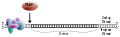 Thumbnail for version as of 08:54, 20 February 2009