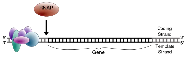 File:Simple transcription initiation1.svg