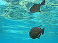Thumbnail for version as of 02:26, 6 February 2007