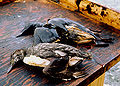 Thumbnail for version as of 21:53, 7 December 2007