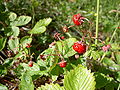 Thumbnail for version as of 23:50, 12 November 2008