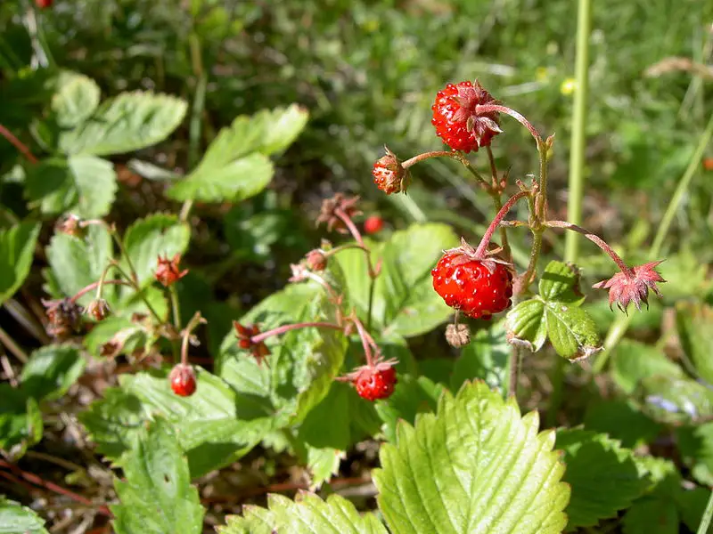 File:Fragaria vesca close-up 3.jpg