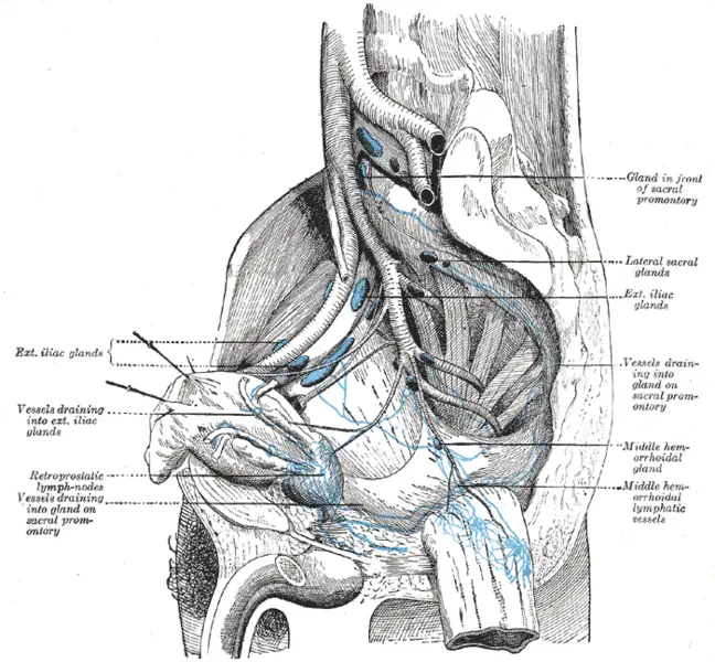 File:Gray619.png