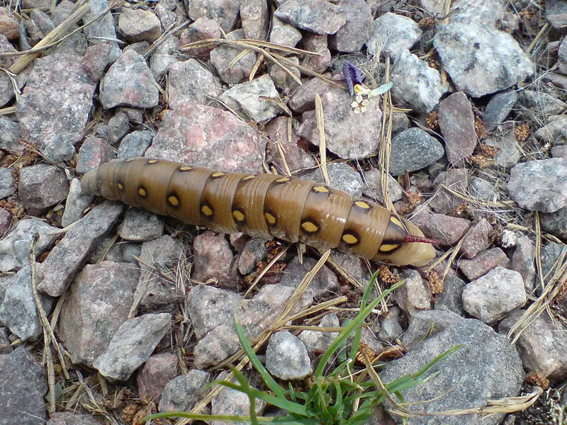File:Hyles-gallii-caterpillar.jpg