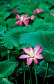 Thumbnail for version as of 05:41, 23 August 2008