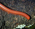 Thumbnail for version as of 02:15, 1 April 2007