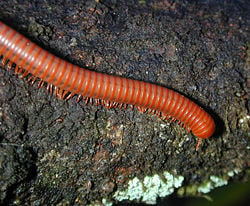 Rusty millipede (Trigoniulus corallinus)