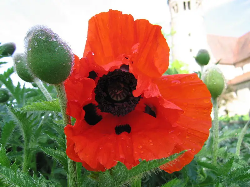 File:Poppy-closeup2.jpg