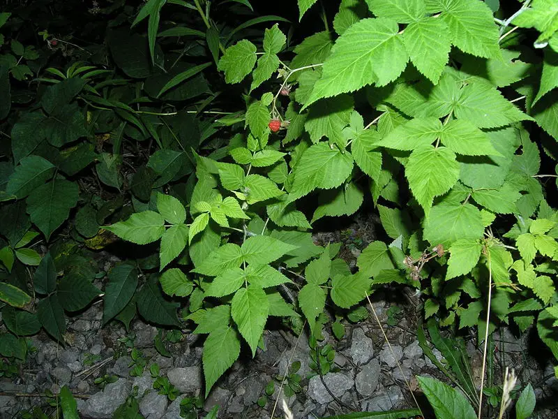 File:Red Raspberry 5 leaves.JPG