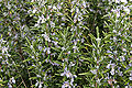 Thumbnail for version as of 21:10, 1 January 2009