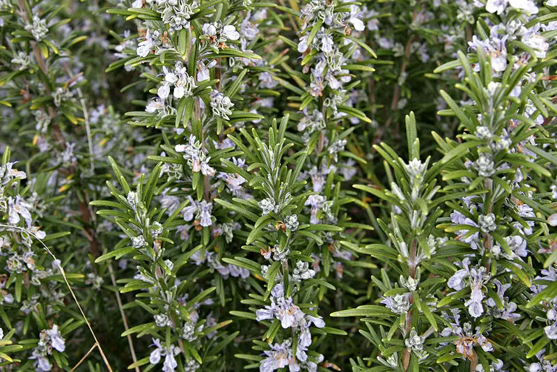 File:Rosemary bush.jpg