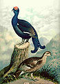 Thumbnail for version as of 01:46, 20 July 2007