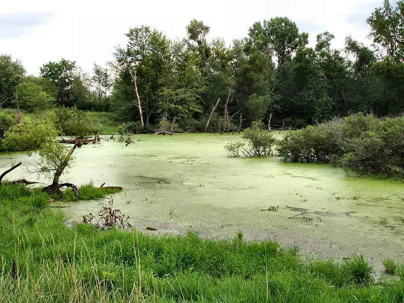 File:Wetland-marshall-county-indiana.jpg