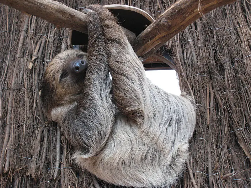 File:Zoo Dortmund Faultier.jpg