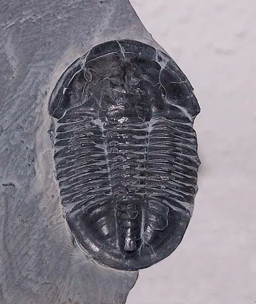 File:Asaphiscuswheelerii.jpg