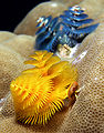 Thumbnail for version as of 17:44, 21 September 2008