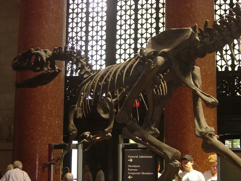 File:AllosaurusAMNH.JPG