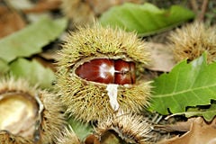 Chestnuts can be found on the ground around trees