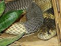 Thumbnail for version as of 02:31, 6 December 2007