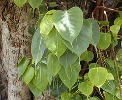 Leaves and trunk of a sacred fig. Note the distinctive leaf shape.