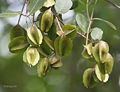 Thumbnail for version as of 04:17, 11 November 2008