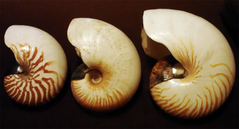 File:Nautilus species shells.png