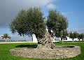 Thumbnail for version as of 05:49, 7 November 2007