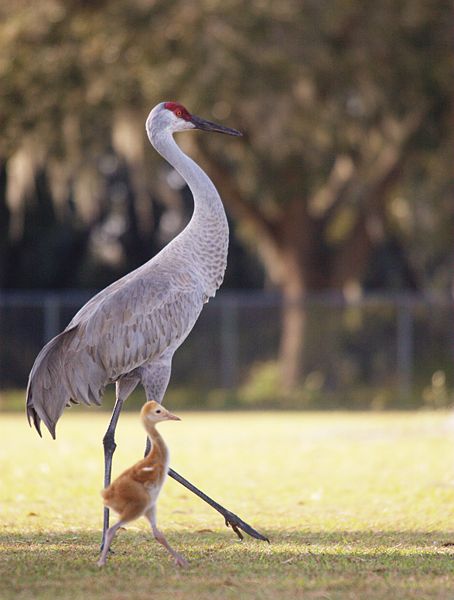 File:Sandhill Crane with baby.jpg