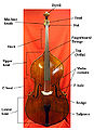 Thumbnail for version as of 20:26, 16 June 2007