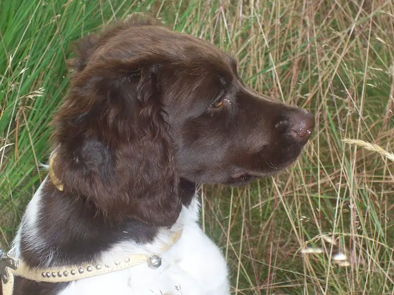 File:Canis - VTdJ.JPG