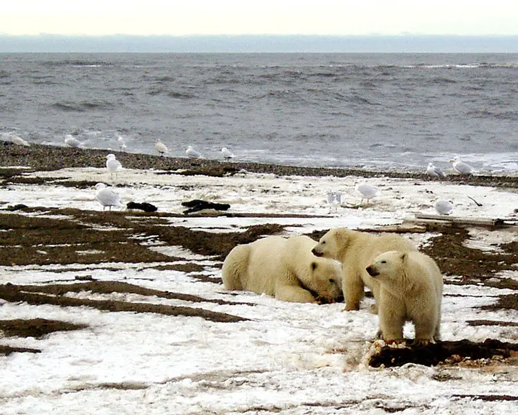 File:Polarbearsfamily.jpg