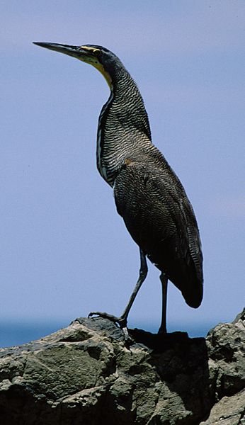 File:Tigrisoma mexicanum crop.jpg