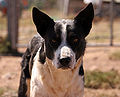 Thumbnail for version as of 00:37, 9 August 2007
