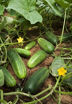 Cucumbers grow on vines