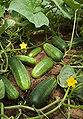 Thumbnail for version as of 18:01, 30 November 2007