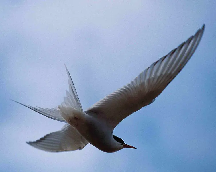File:Arctic Tern 1997-08-04.jpg