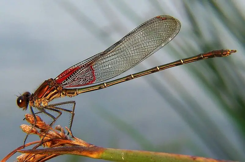 File:Hetaerina americana.jpg