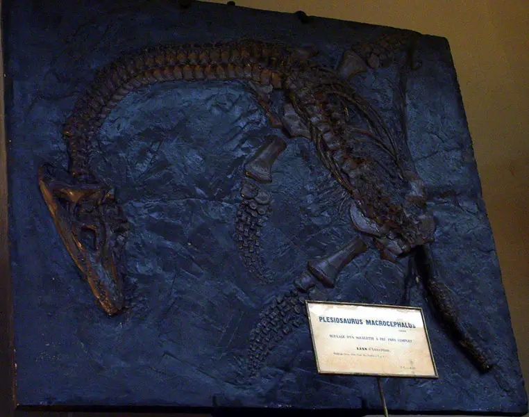 File:Macrocephalus.jpg