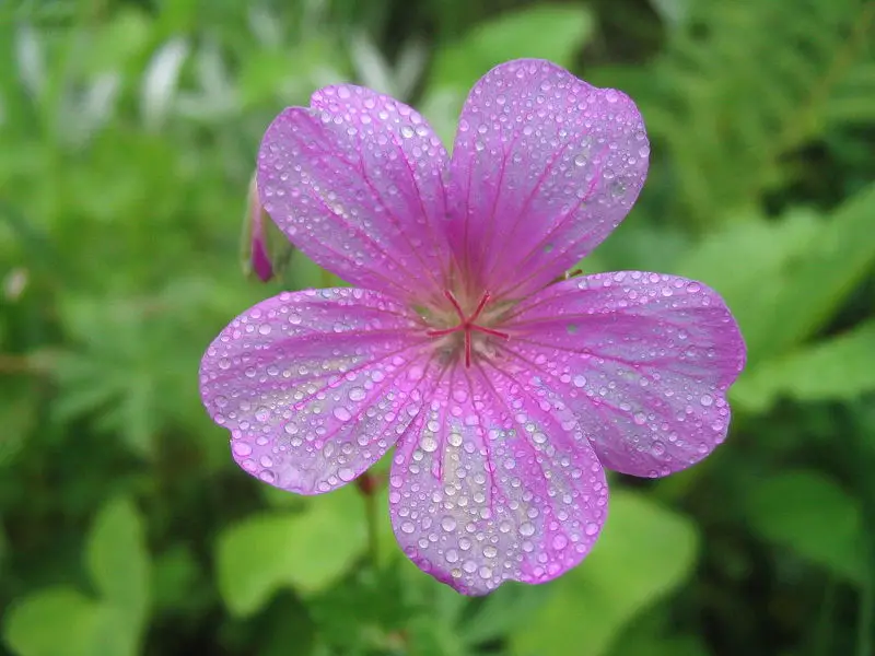 File:ValleyOfFlowers MorningDew.JPG