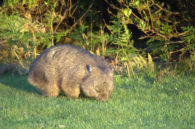 File:Wombat-Narawntapu.jpg