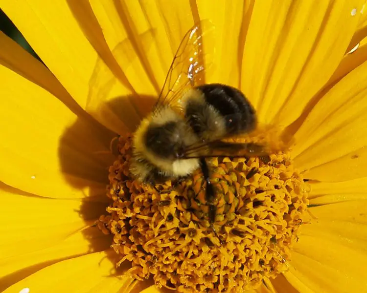 File:Xylocopa bee2.jpg
