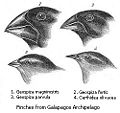 Thumbnail for version as of 18:45, 3 May 2007