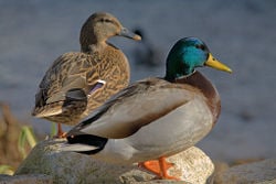 A duck (female) and drake (male) Mallard